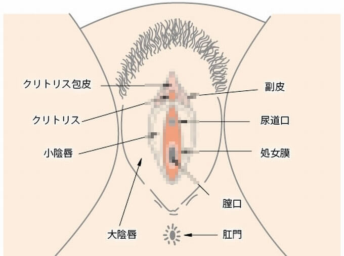 マンコの構造